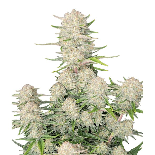 Apricot Auto Weed Strain Information Leafly